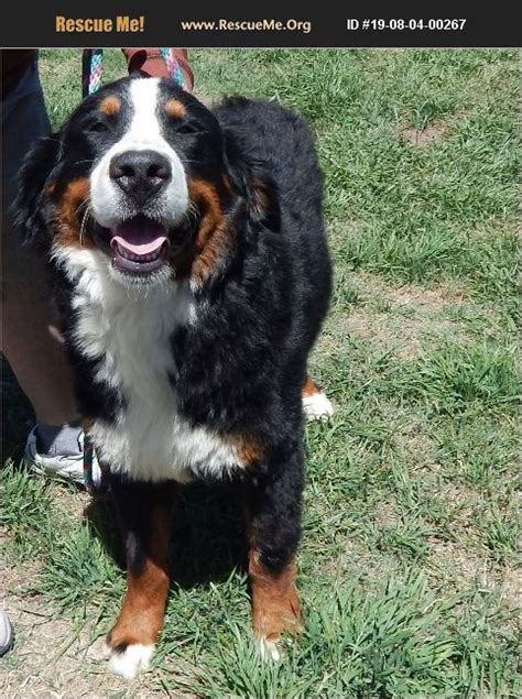 Bernese mountain dog adoption - National Bernese Mountain Dog Rescue Network. Connecting surrendered purebred Bernese Mountain Dogs with their forever families. Meet Our Adoptable Dogs. Montana - 2 Year Old Female. Montana is named for the Yellowstone National Park in Idaho, Montana and Wyoming. Hey all, my name is Montana and I'm ready to be your one and only.